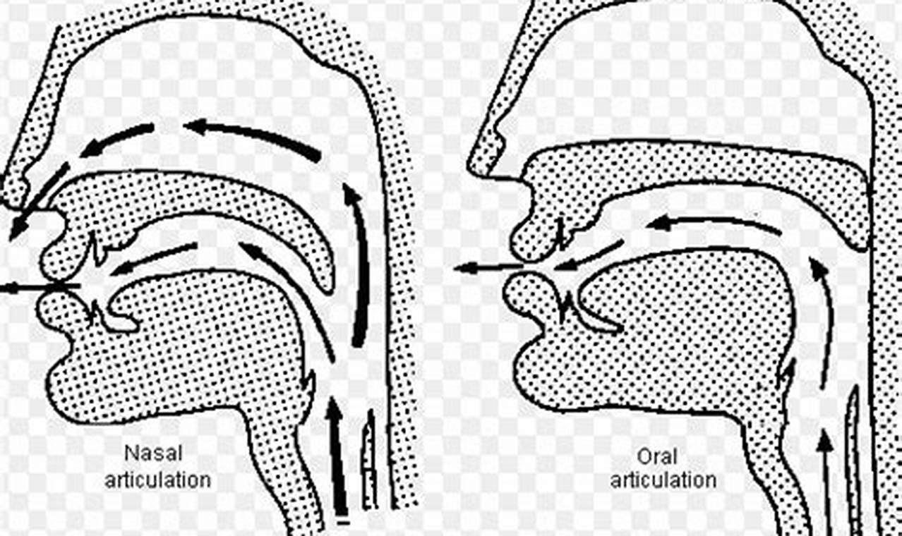 The Definitive Guide to Mastering Head Voice Without Nasality