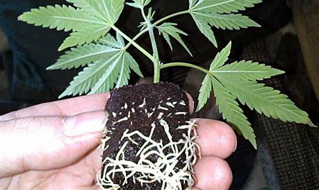The Ultimate Guide to Cloning Weed Plants: Unlocking the Power of Genetic Duplication