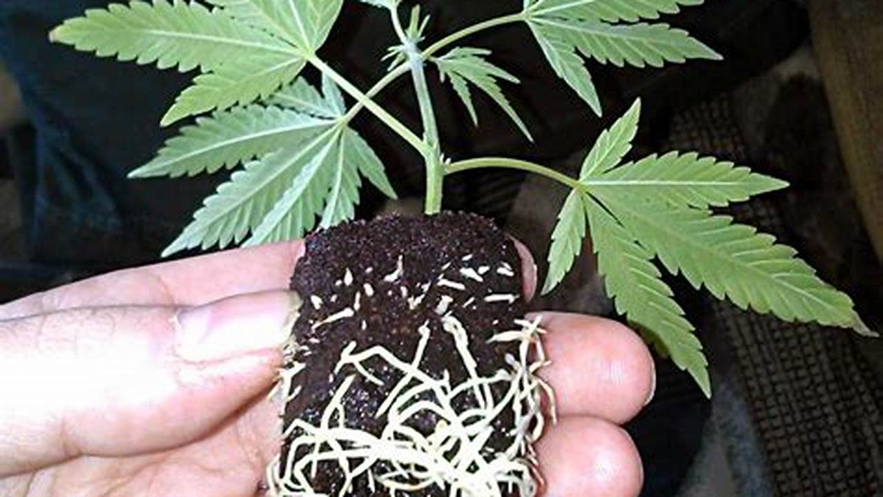 The Ultimate Guide to Cloning Weed Plants: Unlocking the Power of Genetic Duplication