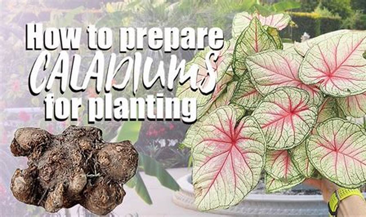 The Ultimate Guide: Planting and Caring for Caladium Bulbs