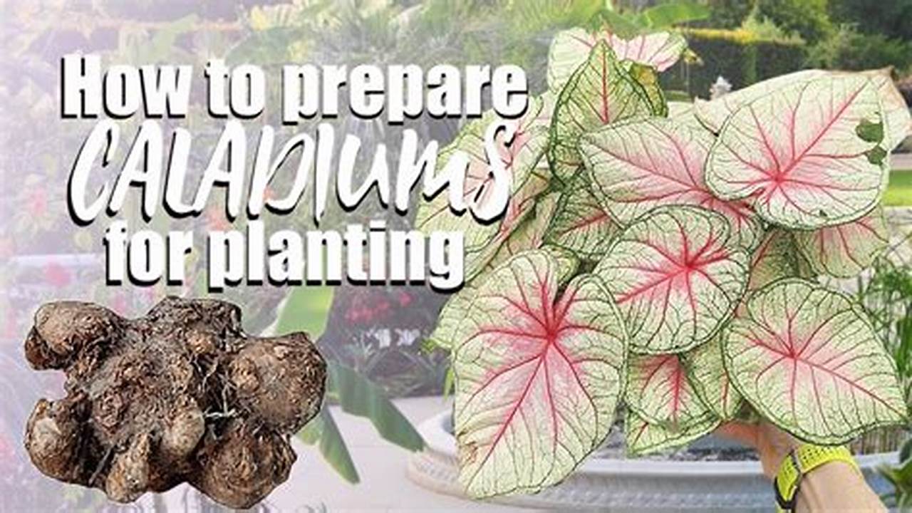 The Ultimate Guide: Planting and Caring for Caladium Bulbs
