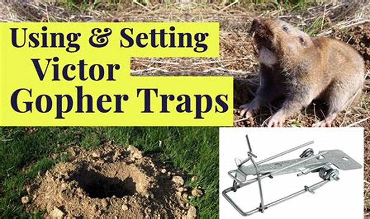 Catch A Gopher Today: Effective Methods Revealed