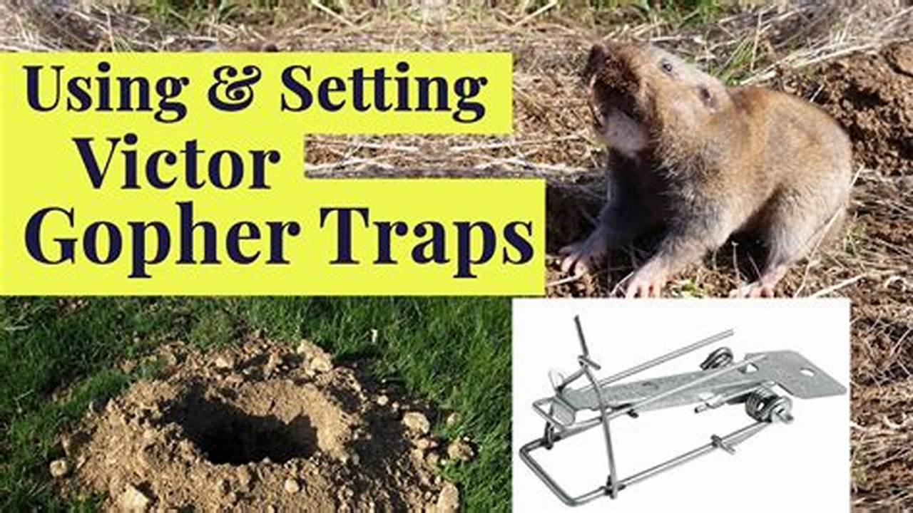 Catch A Gopher Today: Effective Methods Revealed