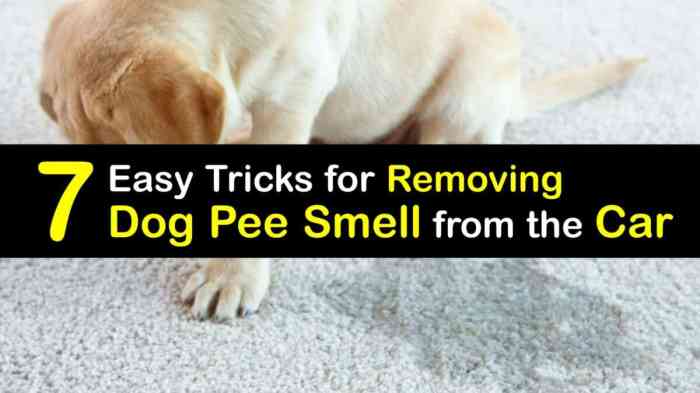 Smell anyway needs right car who dogshaming Smell anyway needs right car who dogshaming