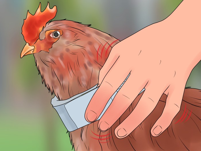 How to get rid of a rooster