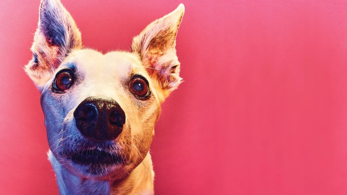 How much to taxidermy a dog
