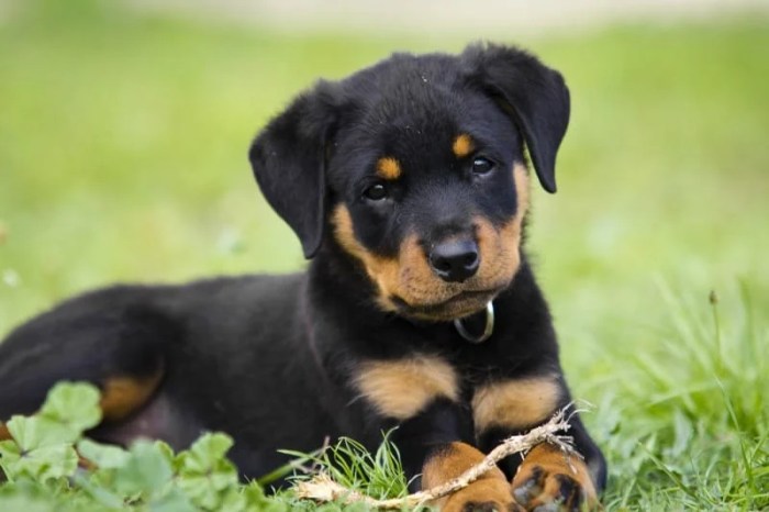 How old should a puppy be to adopt