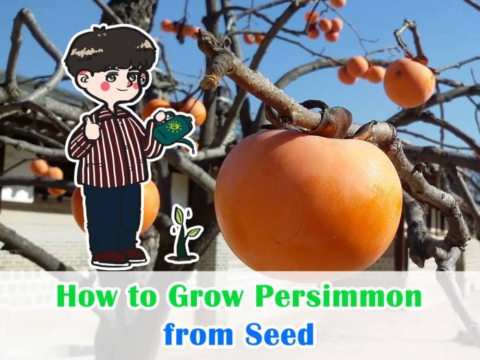 How to germinate persimmon seeds