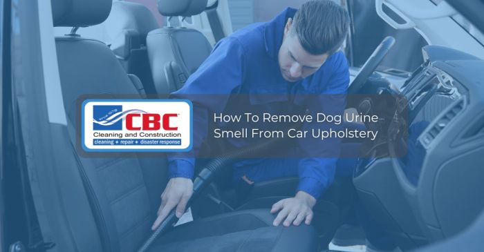 How to get dog smell out of car