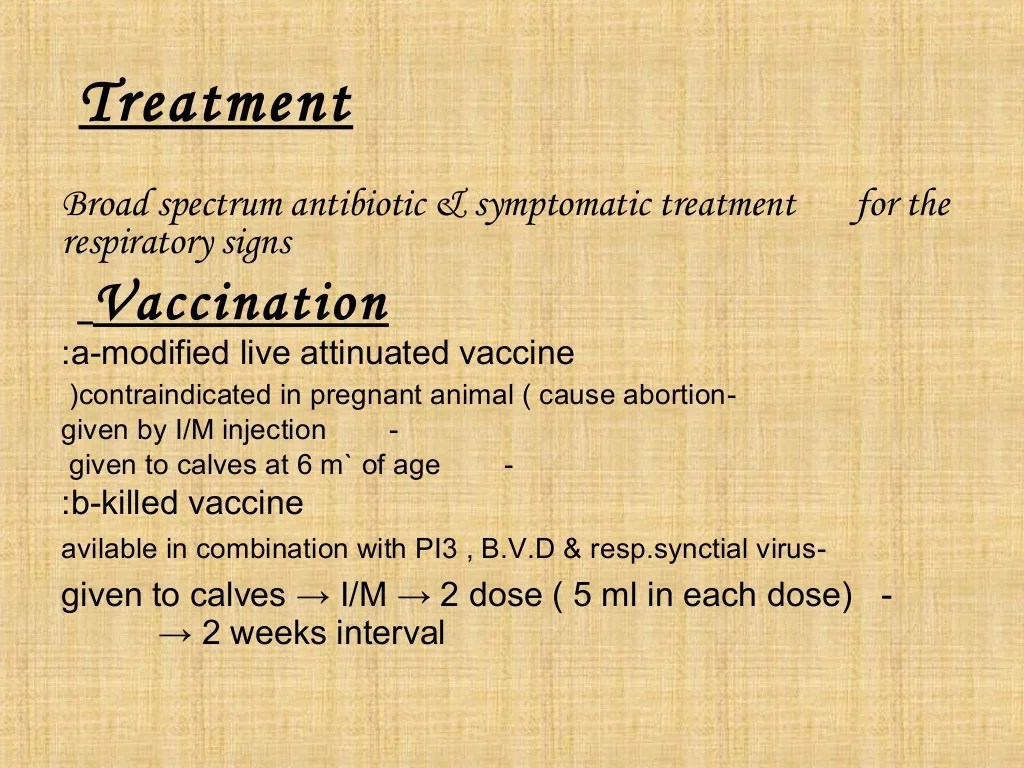 How to use pyramid 4 bovine rhinotracheitis
