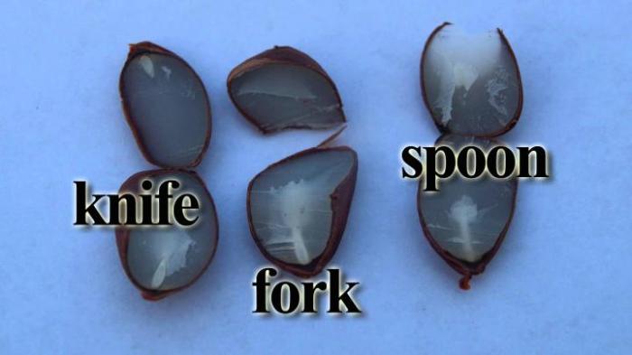How to germinate persimmon seeds