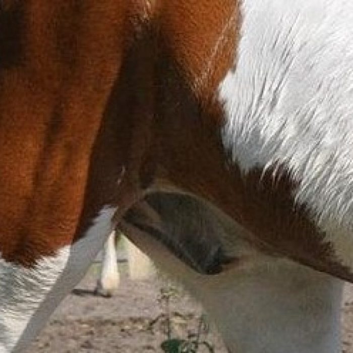 Sheath wikihow penis cavallo reinigen fodero How to clean horse sheath