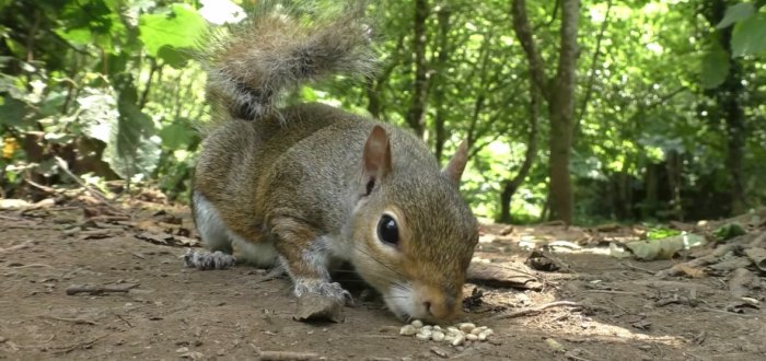 Is rodent damage covered by car insurance