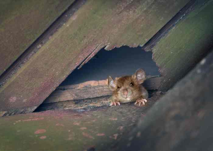 Is rodent damage covered by car insurance