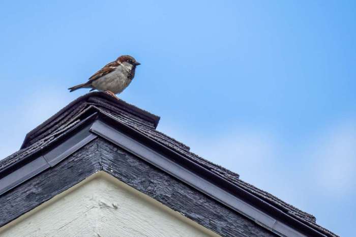 How to get a bird out of a building