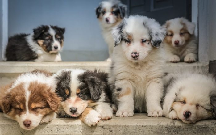 Puppy puppies age what adopt should ready adopted 2020 How old should a puppy be to adopt